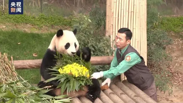 一起接福宝回家，大熊猫“福宝”四月初返回故乡中国移送箱笼适应训练
