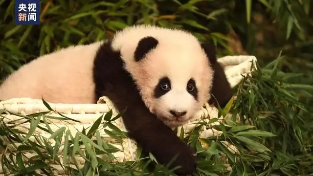 一起接福宝回家，大熊猫“福宝”四月初返回故乡中国移送箱笼适应训练