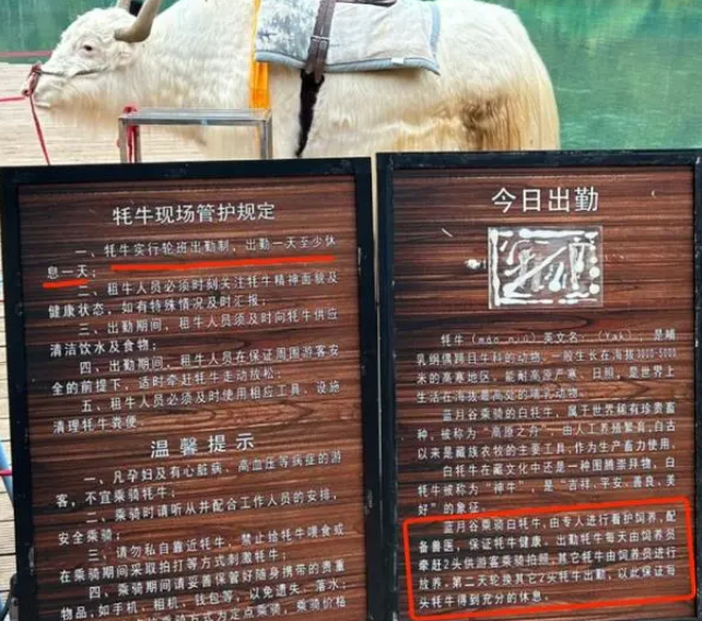 玉龙雪山景区牦牛轮班制度引发热议，背后的故事令人感动 第1张